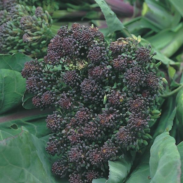 Broccoli " Rudolph  " Exotic 20 Vegetable Seeds