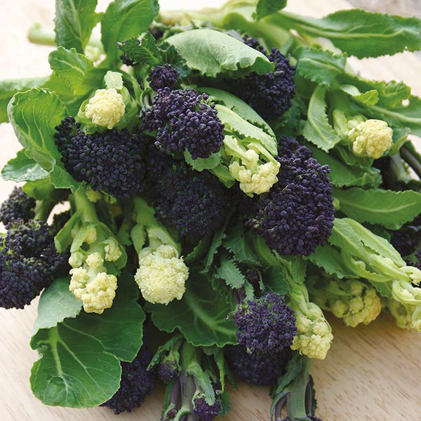 Broccoli " Lancer Mixed  " Exotic 20 Vegetable Seeds