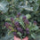 Broccoli " Cardinal  " Exotic 20 Vegetable Seeds