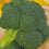 Broccoli " Ironman  " Exotic 20 Vegetable Seeds