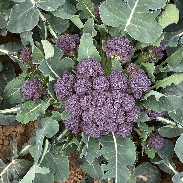 Broccoli " Burgundy  " Exotic 20 Vegetable Seeds