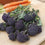 Broccoli " Summer Purple  " Exotic 20 Vegetable Seeds