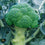 Broccoli " Babilon  " Exotic 20 Vegetable Seeds