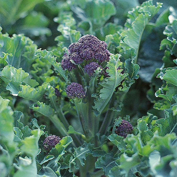 Broccoli " Long Cropping  " Exotic 20 Vegetable Seeds