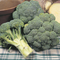 Broccoli 