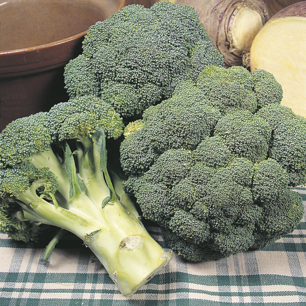 Broccoli " Marathon  " Exotic 20 Vegetable Seeds