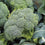 Broccoli " Covina  " Exotic 20 Vegetable Seeds