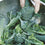 Broccoli " Stromboli  " Exotic 20 Vegetable Seeds