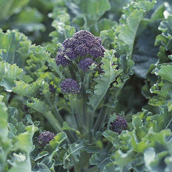 Broccoli " Claret  " Exotic 20 Vegetable Seeds