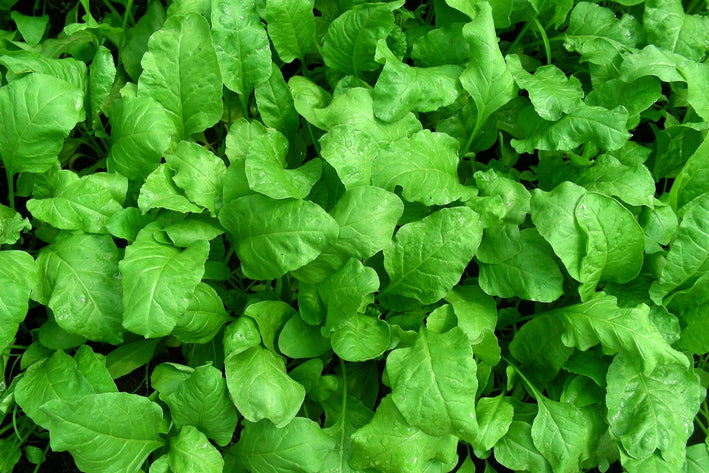 Palak Spinach " Arka Anupama  " Exotic 20 Vegetable Seeds