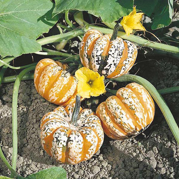 Squash " Festival  " Exotic 10 Vegetable Seeds