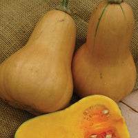 Squash 