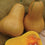 Squash " Hawk  " Exotic 10 Vegetable Seeds