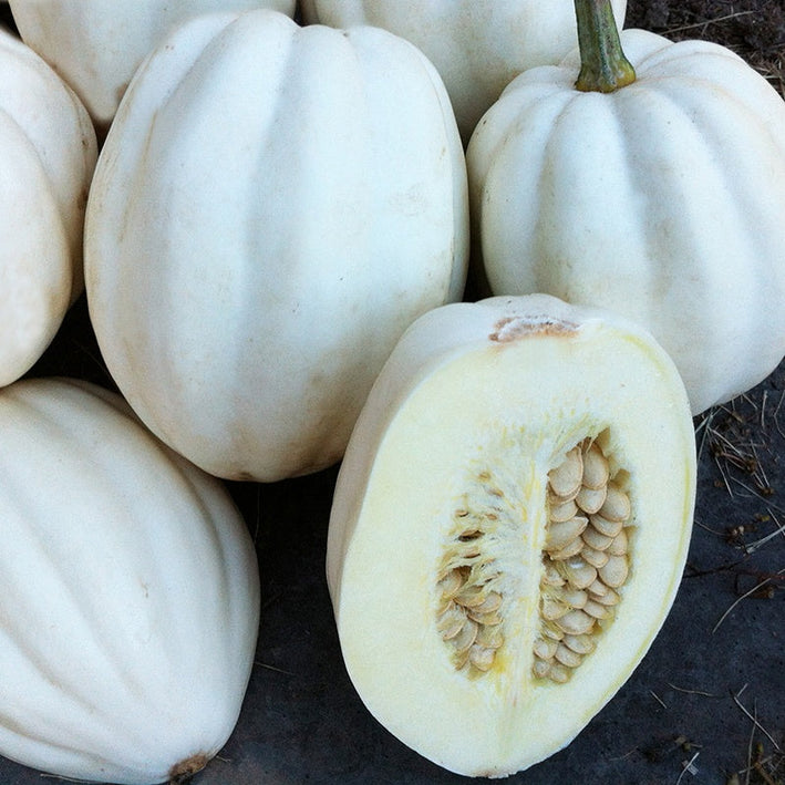 Squash " Mashed Potato   " Exotic 10 Vegetable Seeds