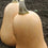 Squash " Sweetmax  " Exotic 10 Vegetable Seeds