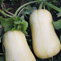 Squash 