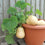 Squash " Butterbush  " Exotic 10 Vegetable Seeds