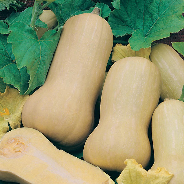 Squash " Hercules  " Exotic 10 Vegetable Seeds