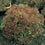 Lettuce " Lollo Rossa  " Exotic 20 Vegetable Seeds