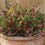 Lettuce " Mixed Red Salad  " Exotic 20 Vegetable Seeds