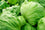 Lettuce " Iceberg  " Exotic 20 Vegetable Seeds