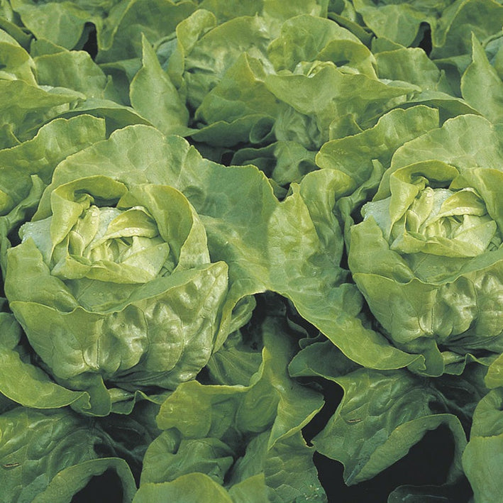 Lettuce " Clarion  " Exotic 20 Vegetable Seeds