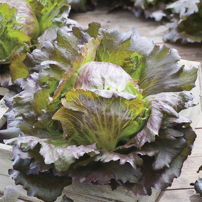 Lettuce " Sioux  " Exotic 20 Vegetable Seeds