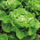 Lettuce " Adelys  " Exotic 20 Vegetable Seeds