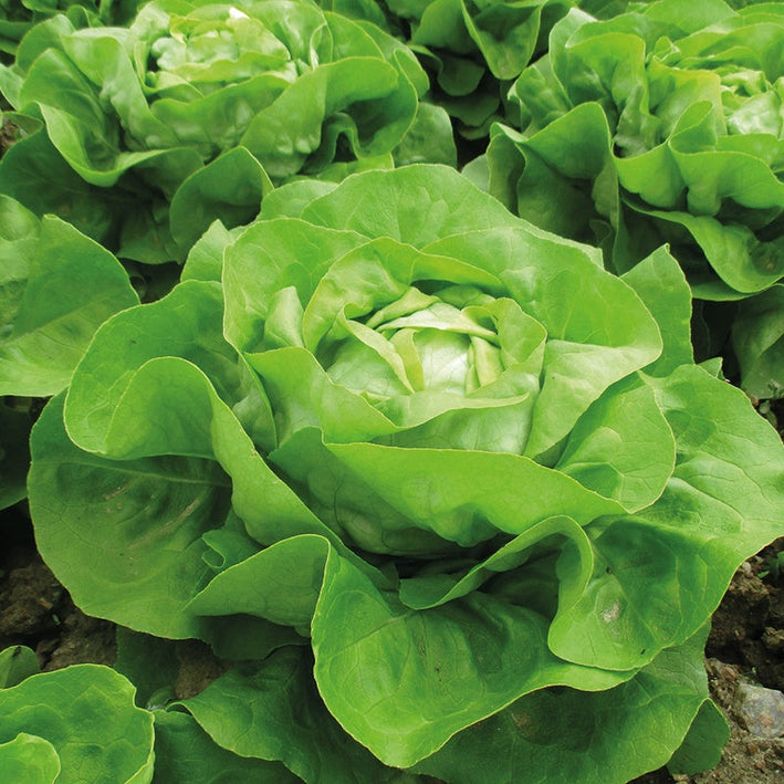 Lettuce " Adelys  " Exotic 20 Vegetable Seeds