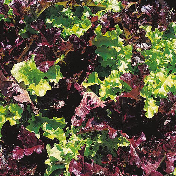 Lettuce " David Domoney  " Exotic 20 Vegetable Seeds