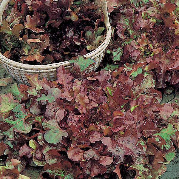 Lettuce " Salad Bowl Red  " Exotic 20 Vegetable Seeds