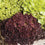 Lettuce " Headed Mixed  " Exotic 20 Vegetable Seeds