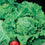 Lettuce " Webbs Wonderful  " Exotic 20 Vegetable Seeds