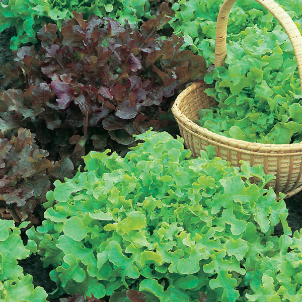 Lettuce " Red & Green Salad  " Exotic 20 Vegetable Seeds