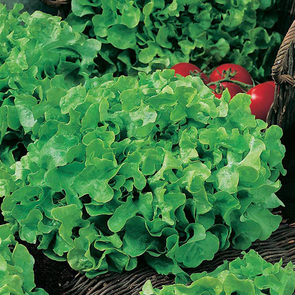 Lettuce " Salad Bowl  " Exotic 20 Vegetable Seeds