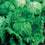 Lettuce " Lakeland  " Exotic 20 Vegetable Seeds