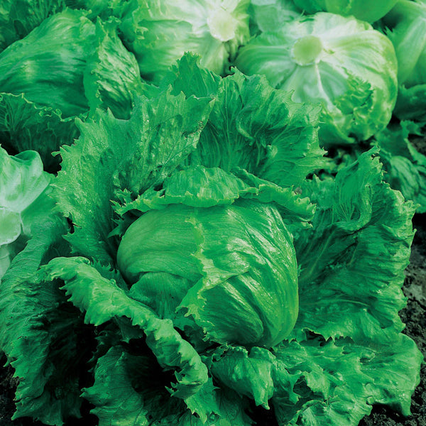 Lettuce " Lakeland  " Exotic 20 Vegetable Seeds