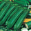 Zucchini " Ambassador  " Exotic 10 Vegetable Seeds