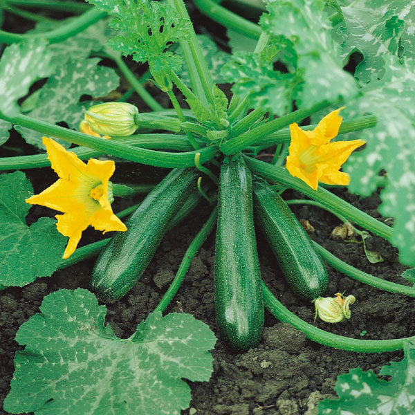 Zucchini " Early Gem  " Exotic 10 Vegetable Seeds