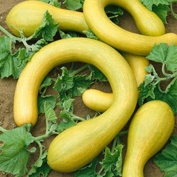 Zucchini " Tromboncino  " Exotic 10 Vegetable Seeds