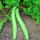 Kakri Melon " Punjab longmelon-1  " Exotic 20 Vegetable Seeds