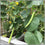 Kakri Melon " Thrishna  " Exotic 20 Vegetable Seeds