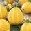 Zucchini " Summer Holiday  " Exotic 10 Vegetable Seeds