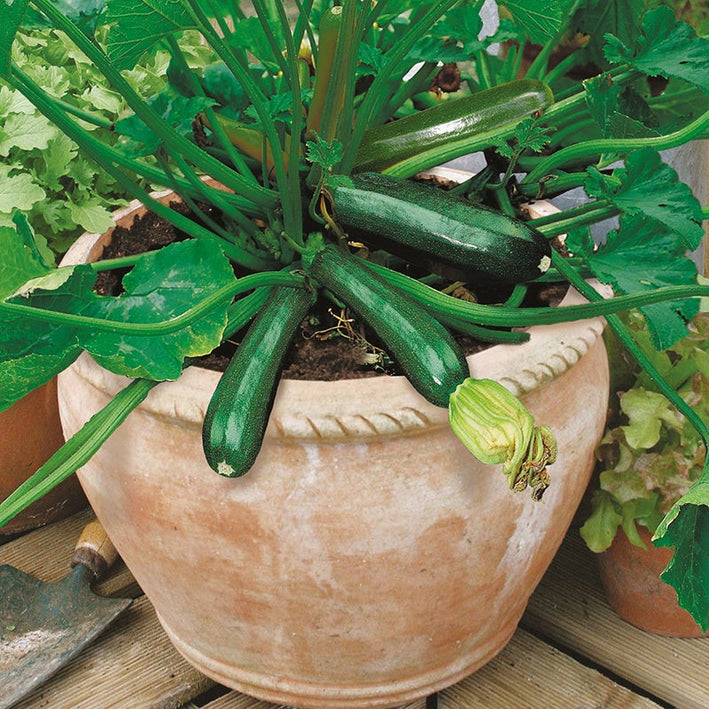 Zucchini " Midnight  " Exotic 10 Vegetable Seeds