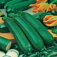 Zucchini 