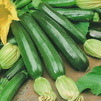 Zucchini 