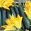 Zucchini " Best of British  " Exotic 10 Vegetable Seeds