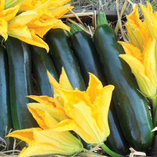 Zucchini " Best of British  " Exotic 10 Vegetable Seeds