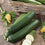 Zucchini " Blackstar  " Exotic 10 Vegetable Seeds