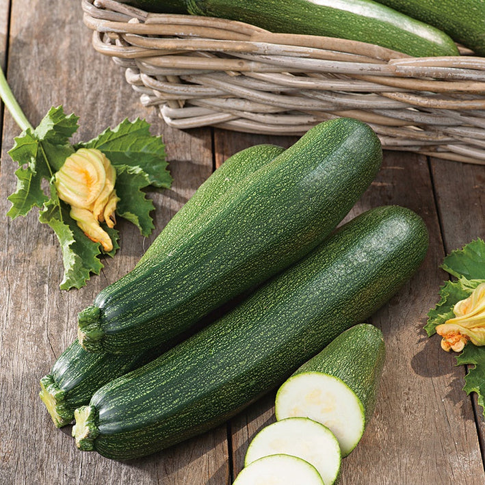 Zucchini " Blackstar  " Exotic 10 Vegetable Seeds